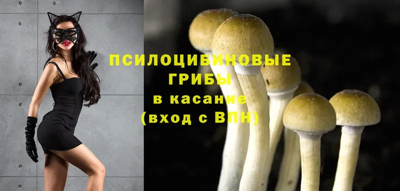 как найти наркотики  Морозовск  Псилоцибиновые грибы Psilocybe 